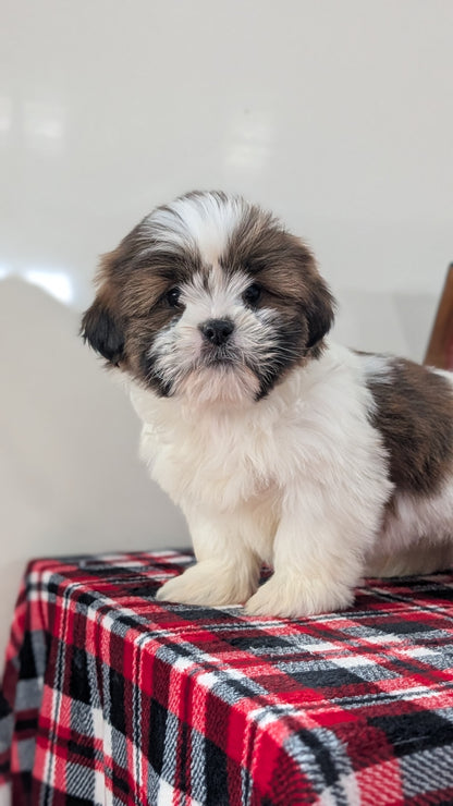 SHIH TZU (DEC 10) MALES
