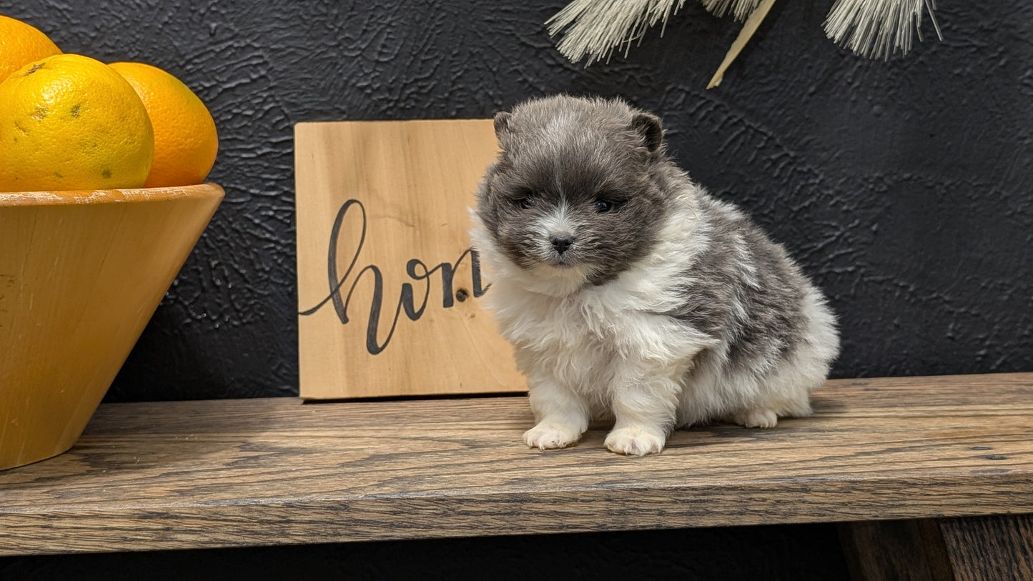 POMERANIAN (NOV 07) MALES