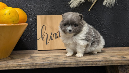 POMERANIAN (NOV 07) MALES