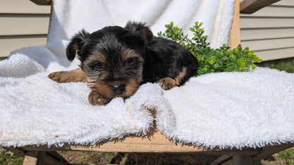YORKSHIRE TERRIER (02/28) MALE