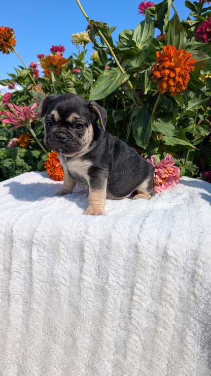FRENCH BULLDOG (07/08) MALE