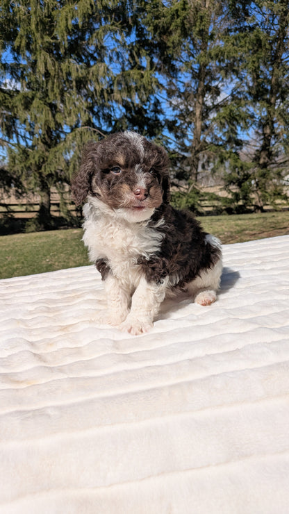 MINI BERNEDOODLE (02/09) MALE