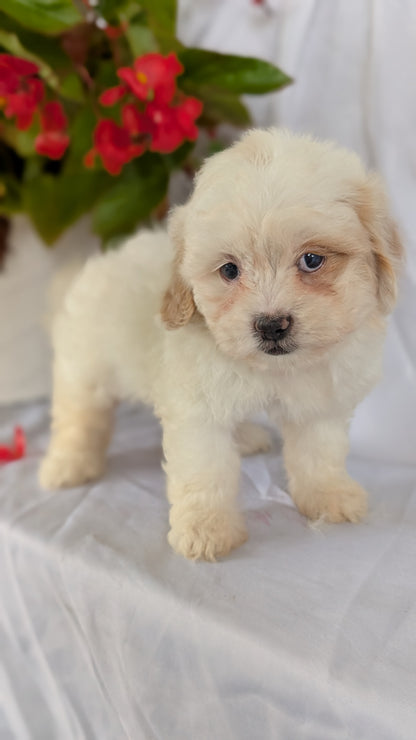 TEDDY BEAR (06/29) FEMALE