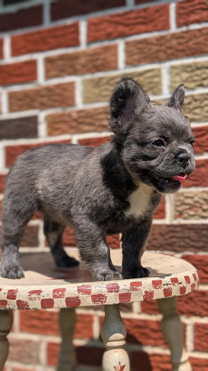 FRENCH BULLDOG (MAR 09) FEMALES