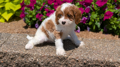 CAVAPOO (MAY 18) FEMALES