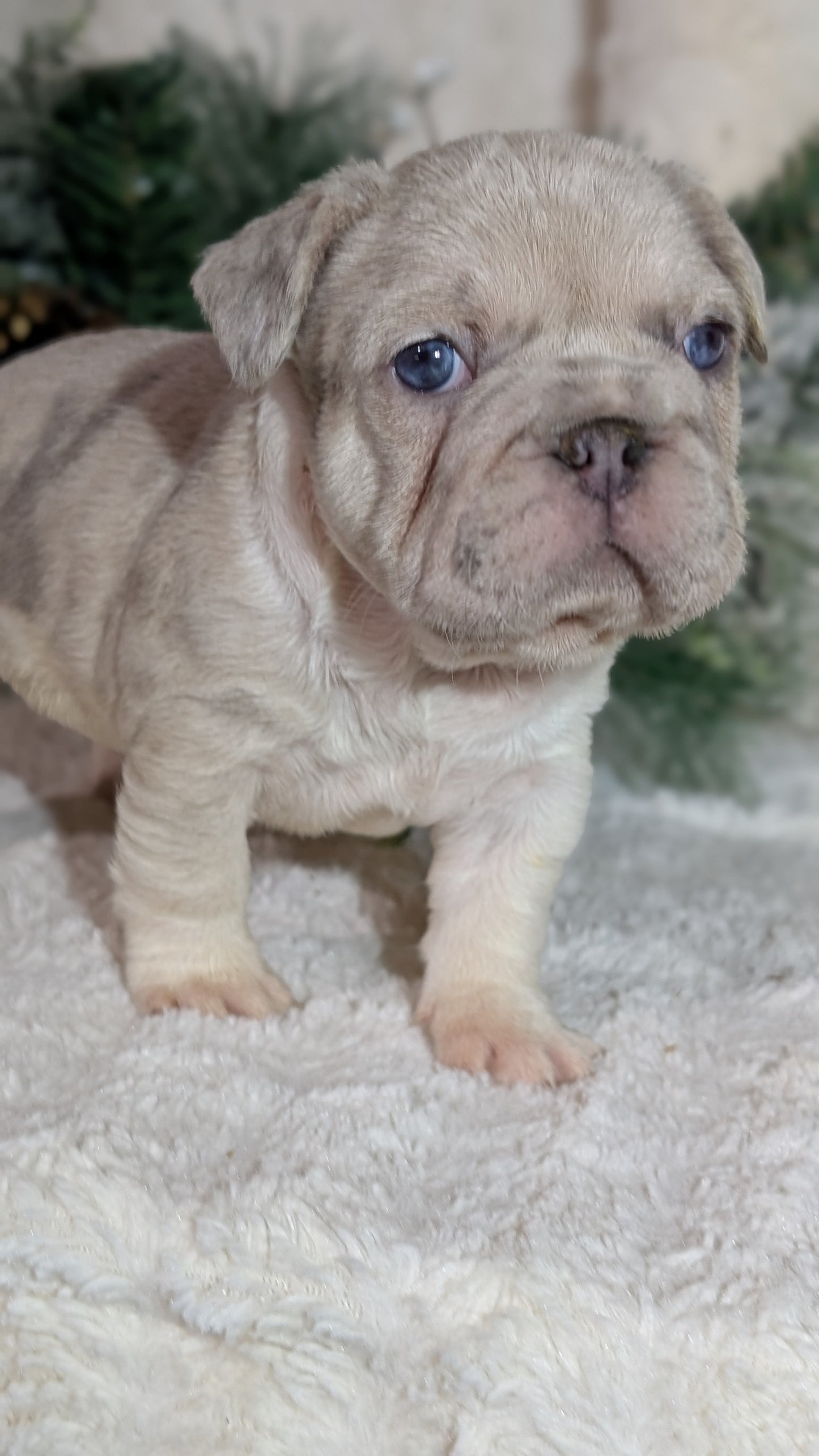 FRENCH BULLDOG (OCT 08) FEMALES
