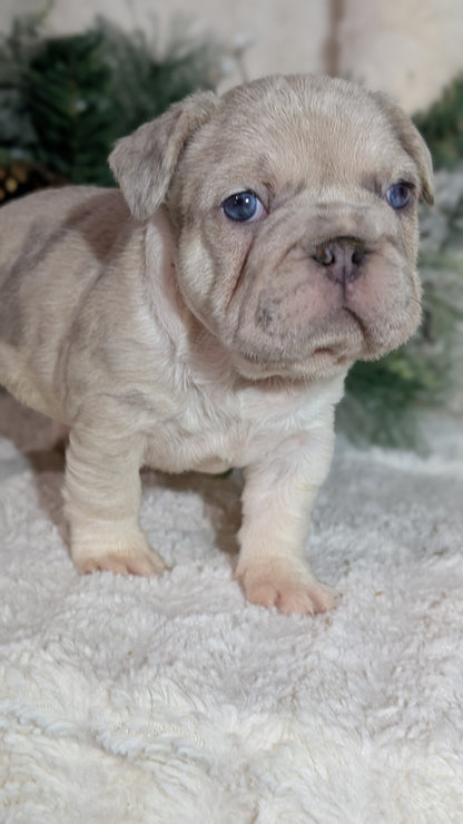 FRENCH BULLDOG (OCT 08) FEMALES