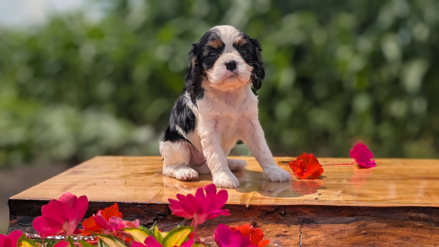CAVALIER (MAY 30) FEMALES