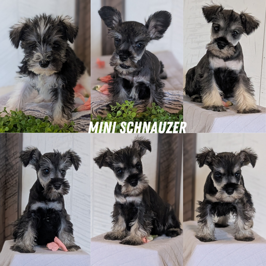 MINI SCHNAUZER (FEB 15) FEMALES