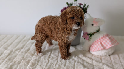 MINI GOLDENDOODLE (MAR 13) FEMALES