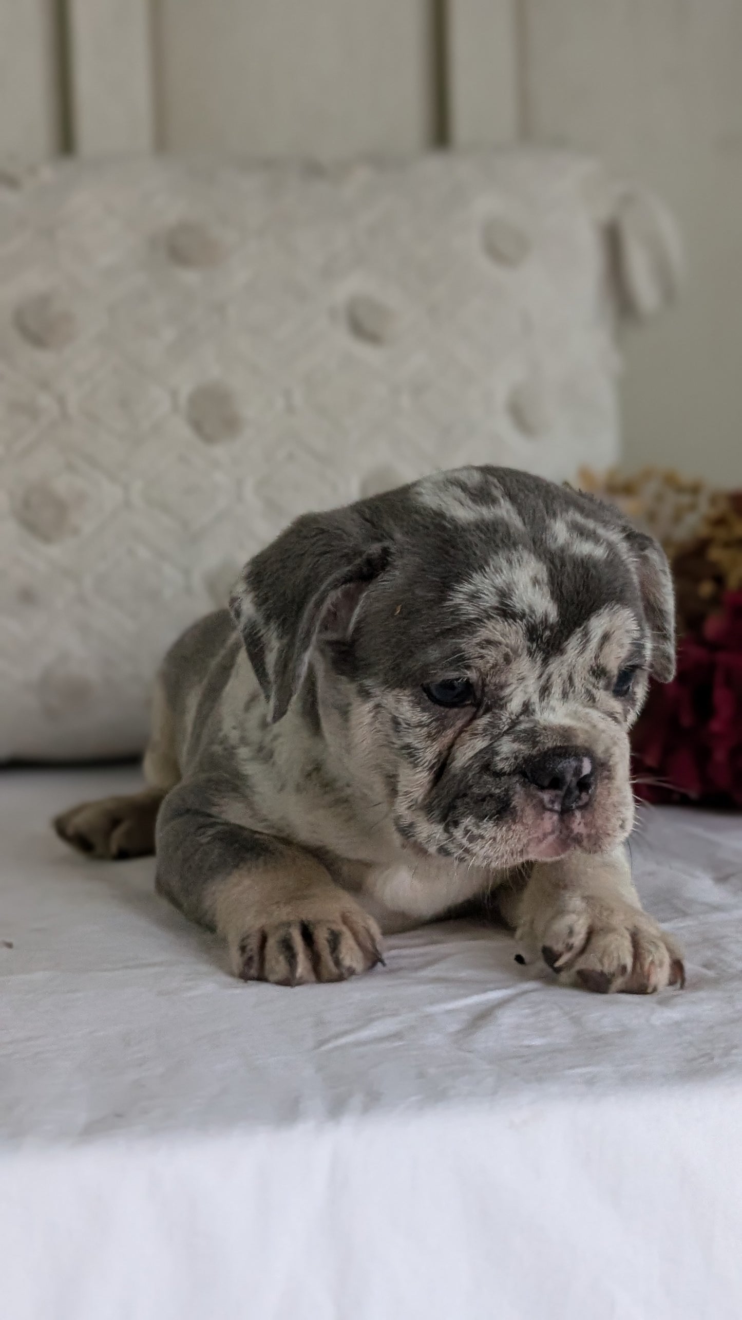 FRENCH BULLDOG (MAY 27) MALES