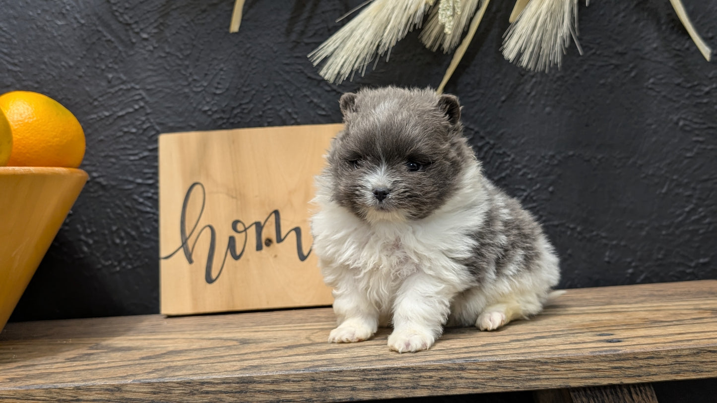 POMERANIAN (NOV 07) MALES