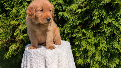 GOLDEN RETRIEVER (07/16) FEMALE