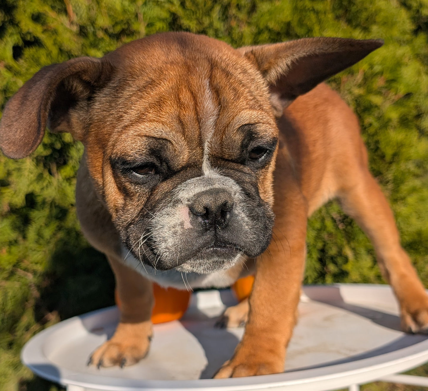 FRENCH BULLDOG (07/15) MALE