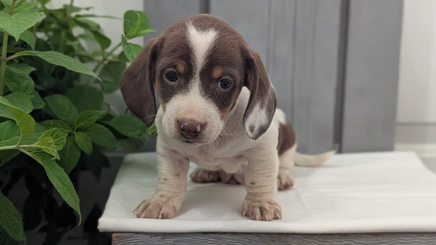 MINI DACHSHUND (MAR 23) MALES