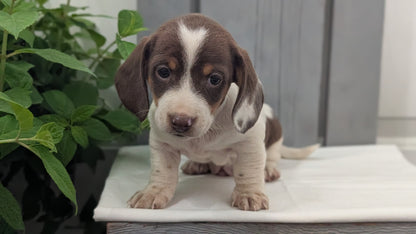 MINI DACHSHUND (MAR 23) MALES