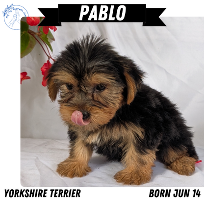 YORKSHIRE TERRIER (06/14) MALE