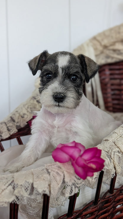 MINI SCHNAUZER (JAN 10) MALES