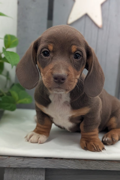 MINI DACHSHUND (MAR 23) MALES