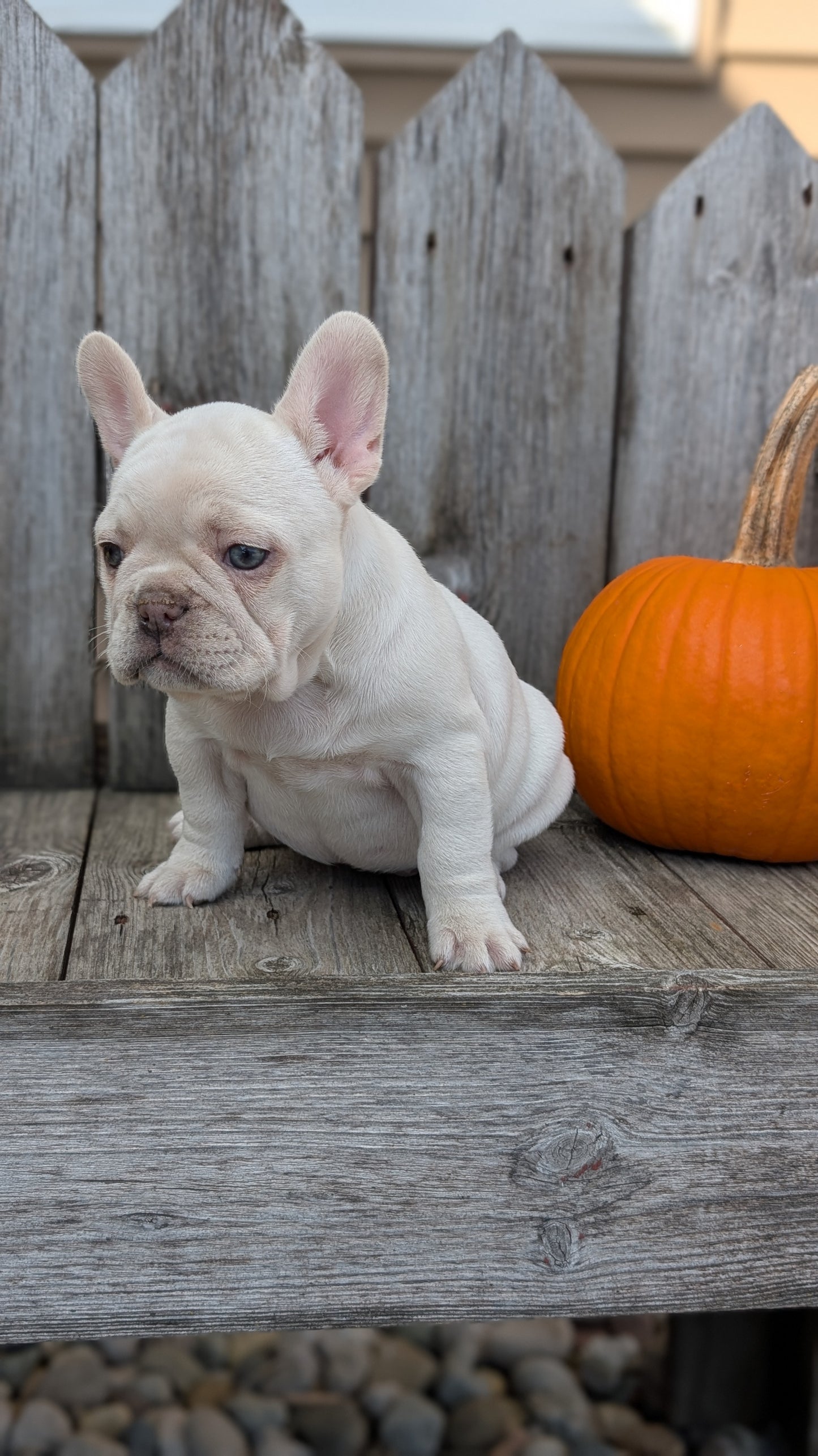 FRENCH BULLDOG (09/09) FEMALE