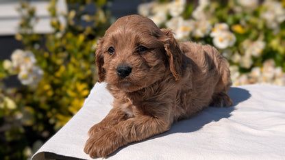CAVAPOO (AUG 20) 2 MALES/1 FEMALE