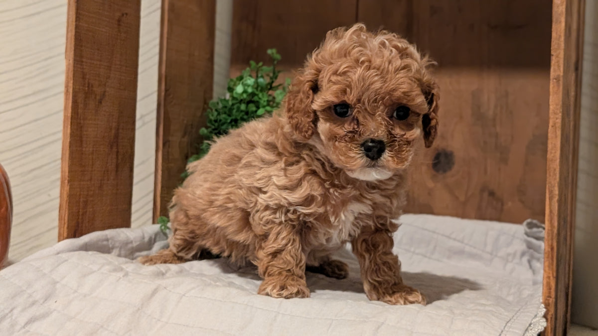COCKAPOO (AUG 17) 3 FEMALES/1 MALE