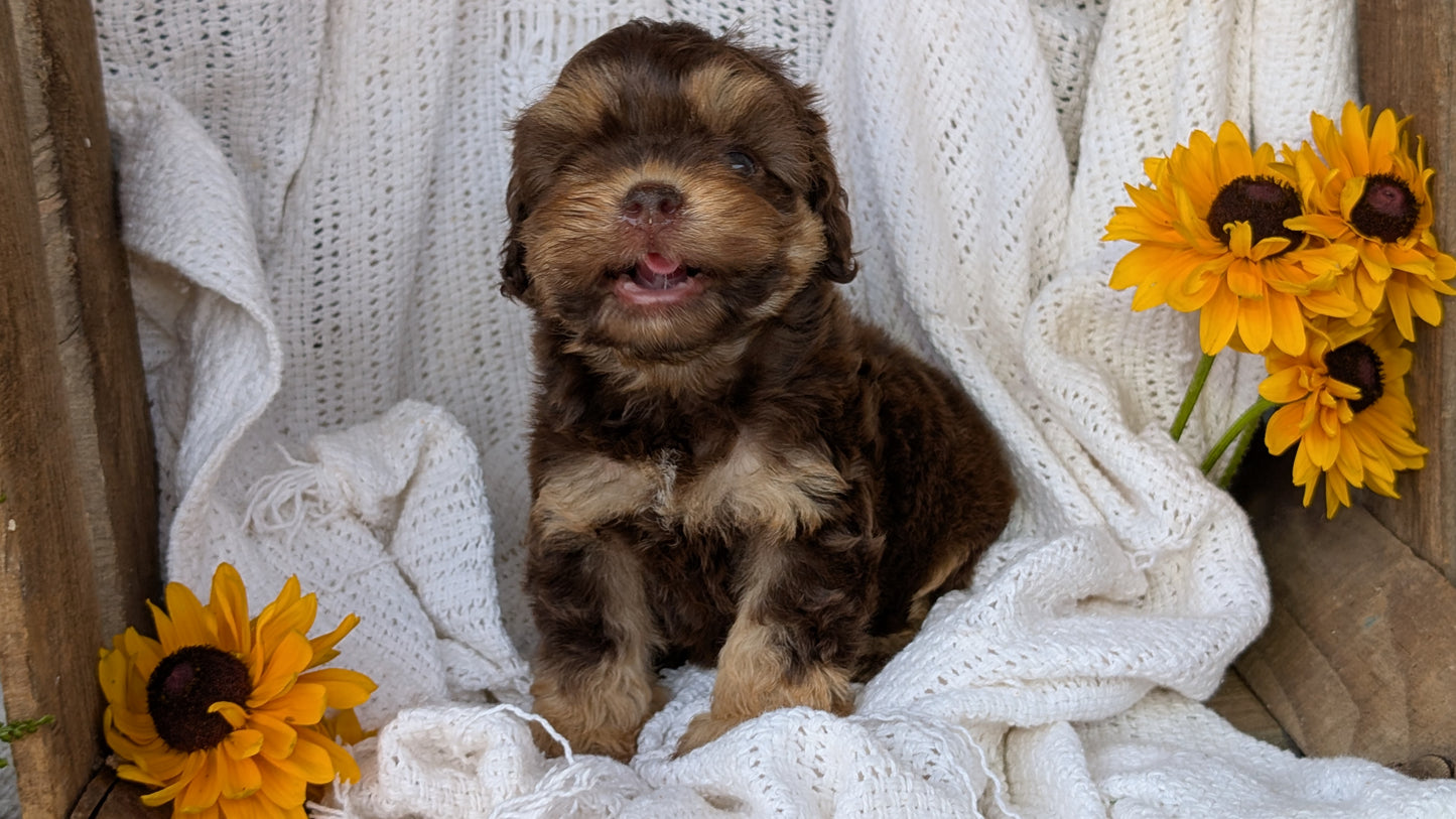 COCKAPOO (06/02) FEMALE