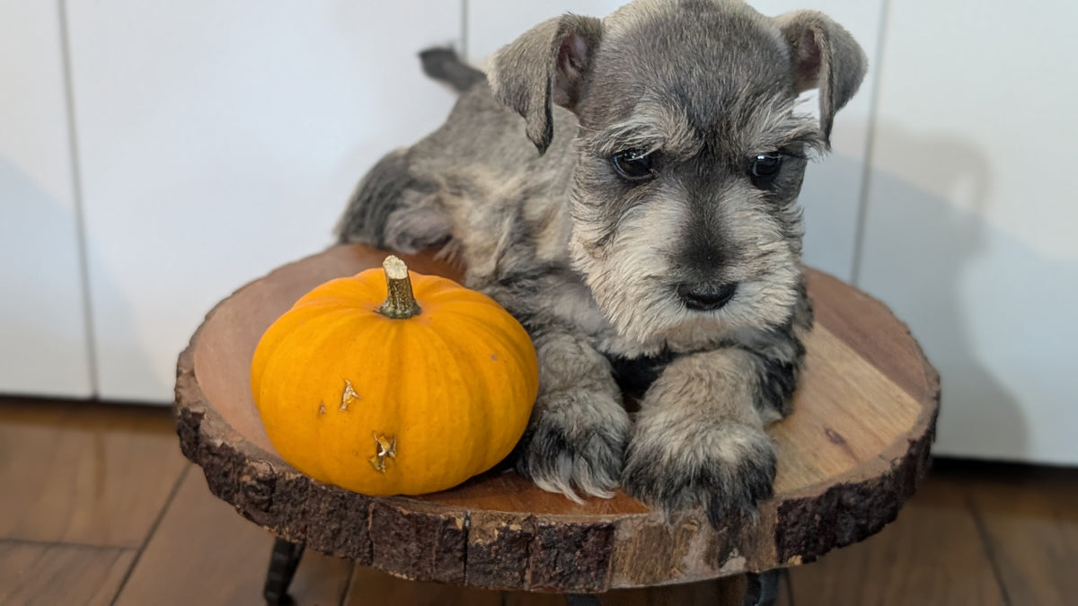 MINI SCHNAUZER (AUG 24) 8 FEMALES