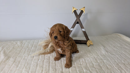 MINI GOLDENDOODLE (03/28) MALE