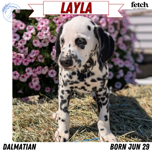 DALMATIAN (JUN 29) FEMALES