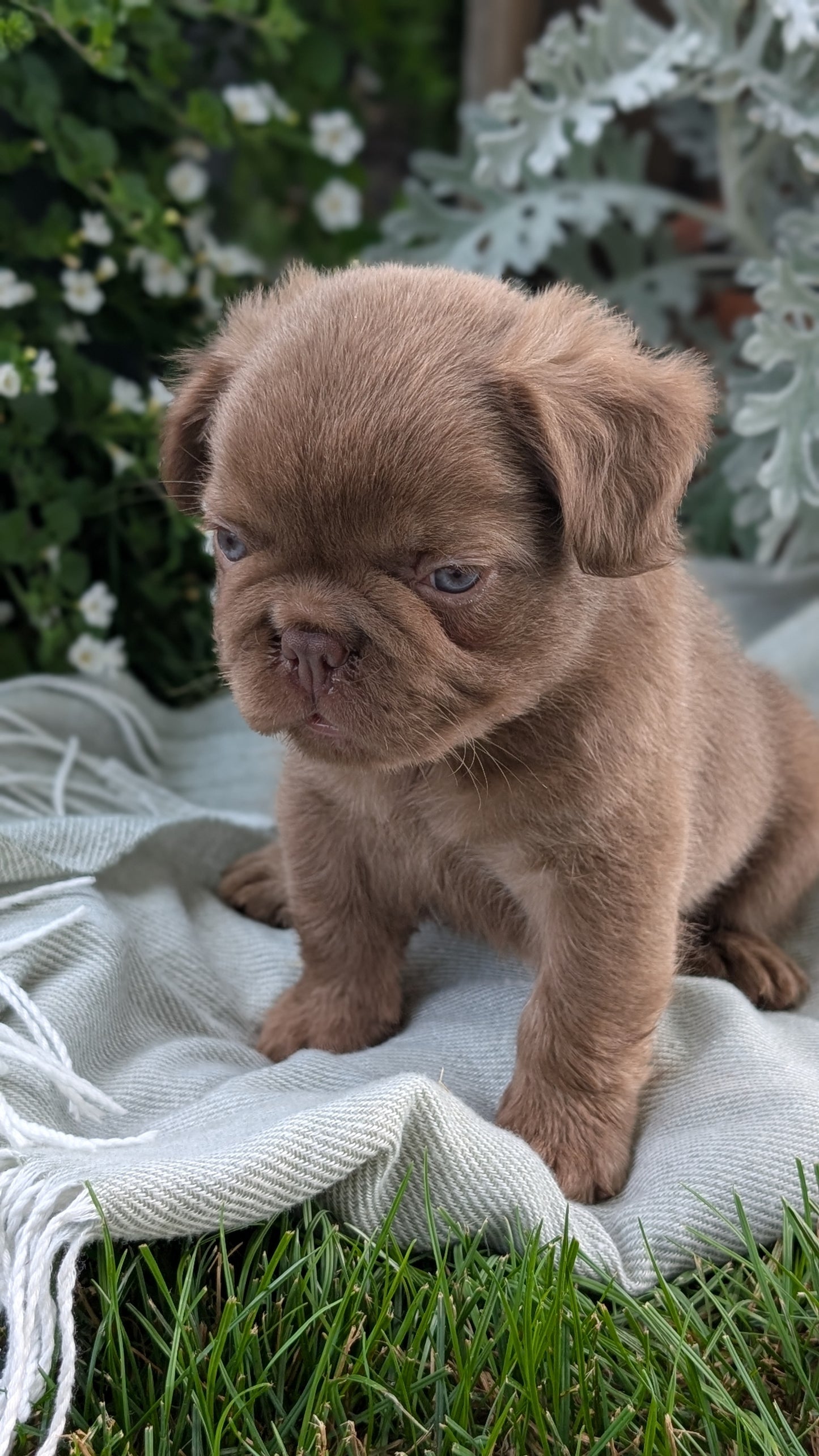 FRENCH BULLDOG (MAY 26) MALE