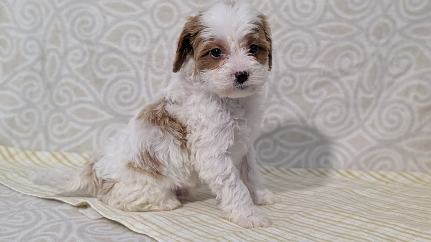 CAVAPOO (JAN 29) MALES