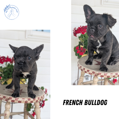 FRENCH BULLDOG (MAR 09) FEMALES