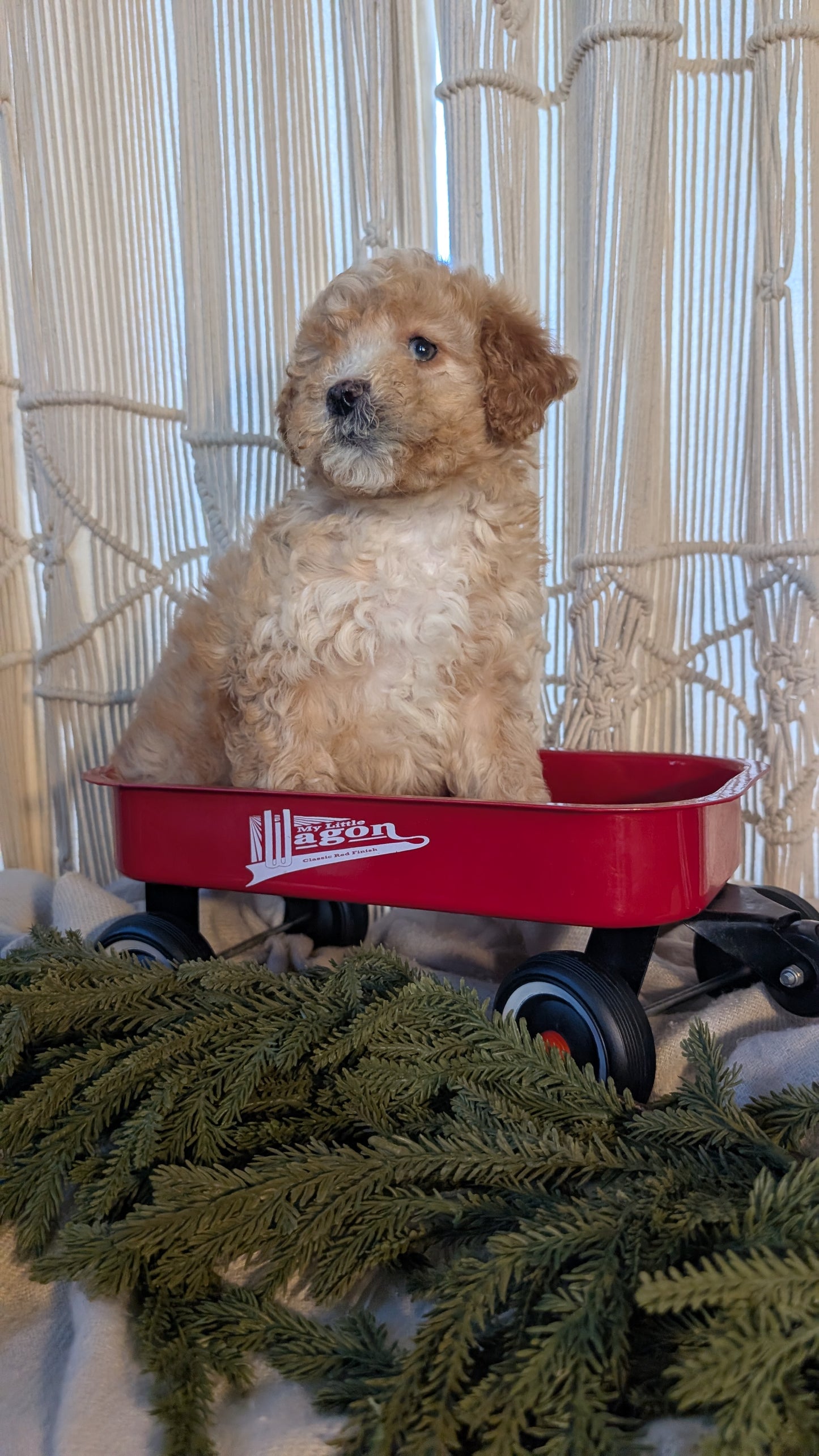 CAVAPOO (NOV 17) MALES