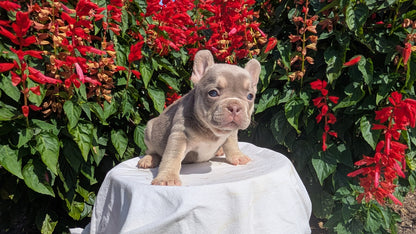 FRENCH BULLDOG (06/27) FEMALE