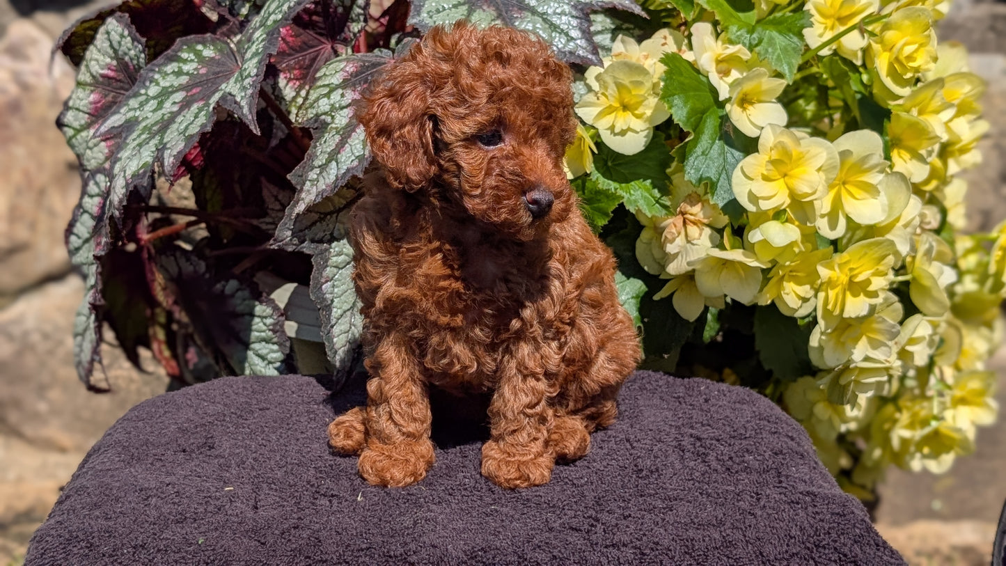 TOY POODLE (JUL 12) 1 FEMALE