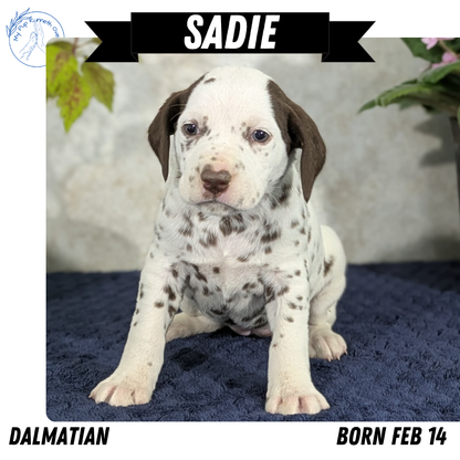 DALMATIAN (02/14) FEMALE