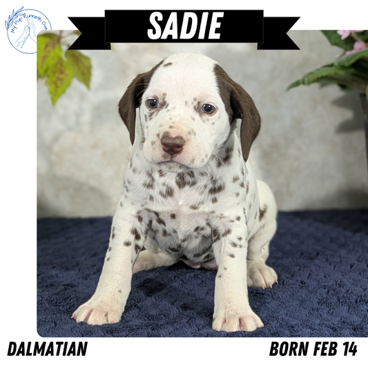 DALMATIAN (02/14) FEMALE