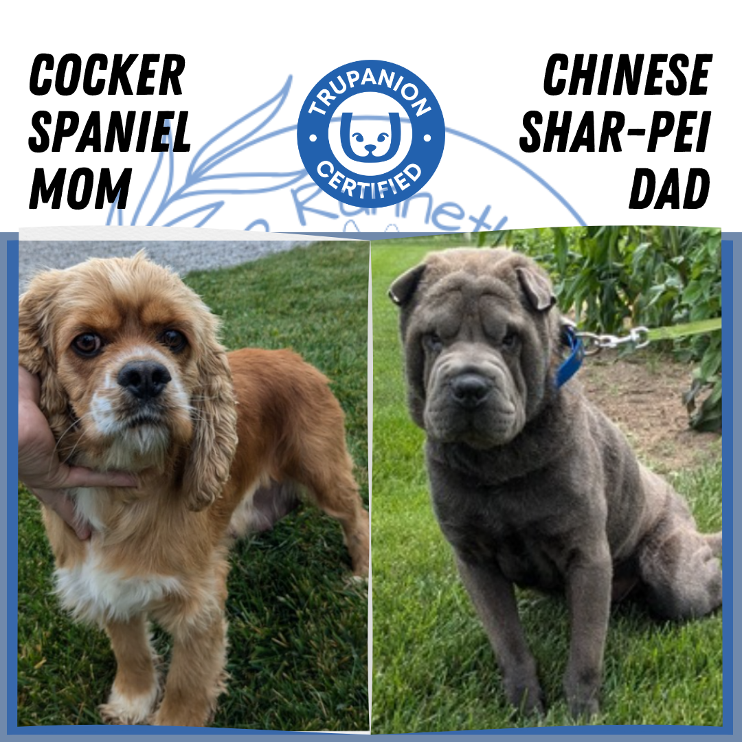 Mini Hippo Dog Shar Pei Cocker Spaniel Mix For Sale Spaniel