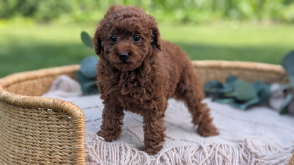 MINI POODLE (MAY 20) FEMALE