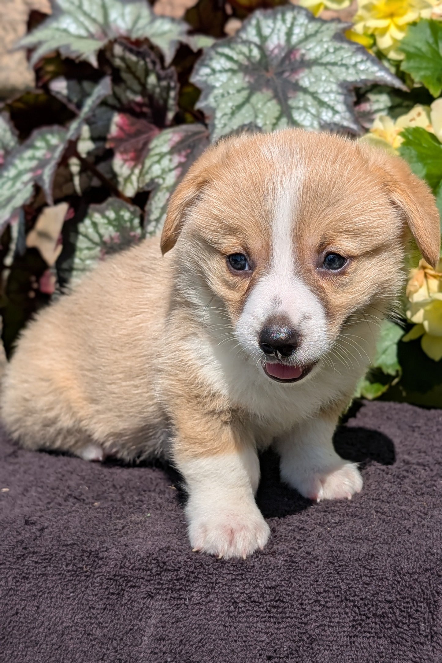 CORGI (JUL 13) 2 FEMALES/3 MALES