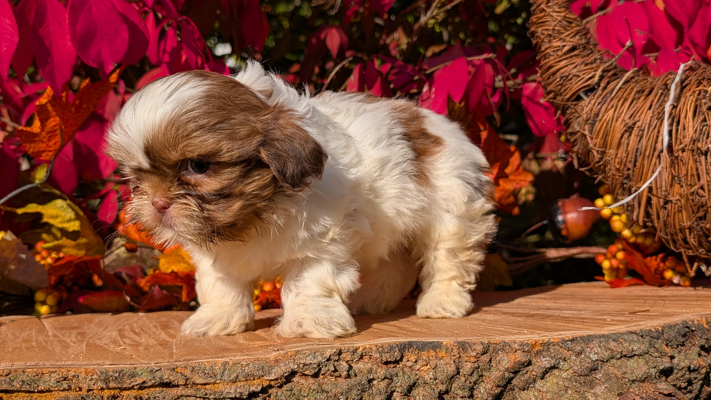 SHIH TZU (09/03) FEMALE