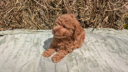MINI POODLE (03/18) MALE