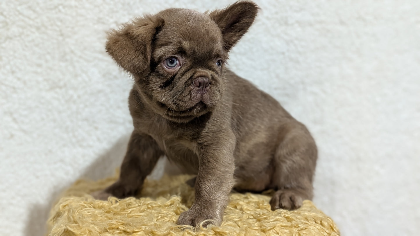 FRENCH BULLDOG (MAY 26) MALE