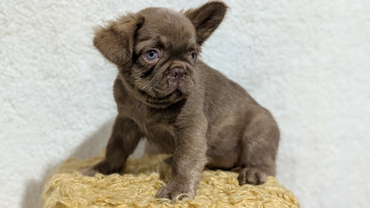 FRENCH BULLDOG (MAY 26) MALE