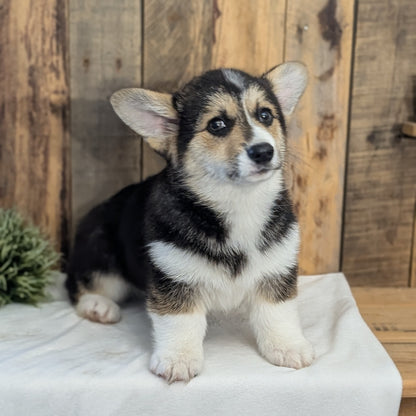 CORGI (JAN 05) MALES