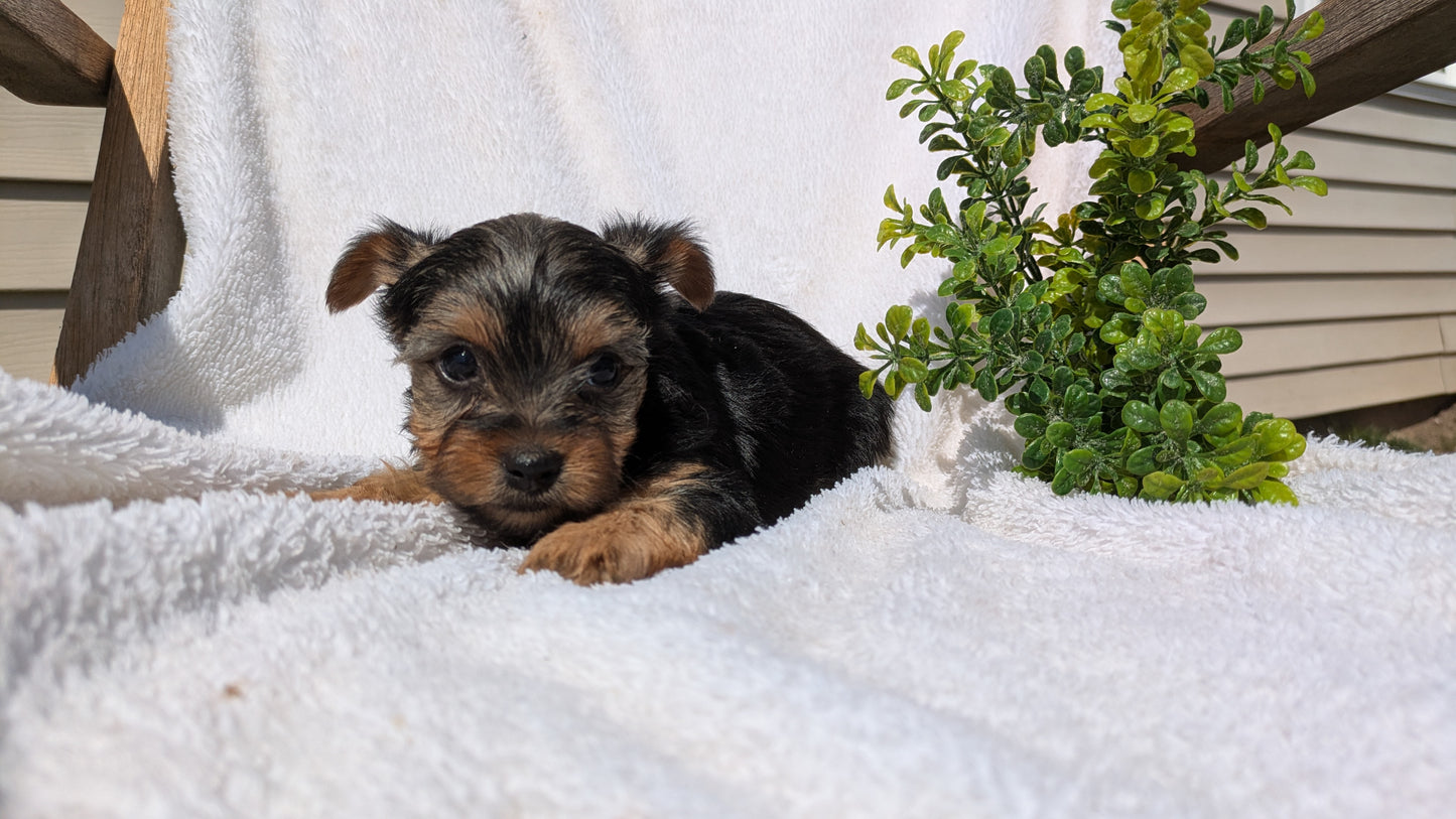 YORKSHIRE TERRIER (02/28) FEMALE