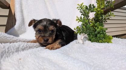YORKSHIRE TERRIER (02/28) FEMALE