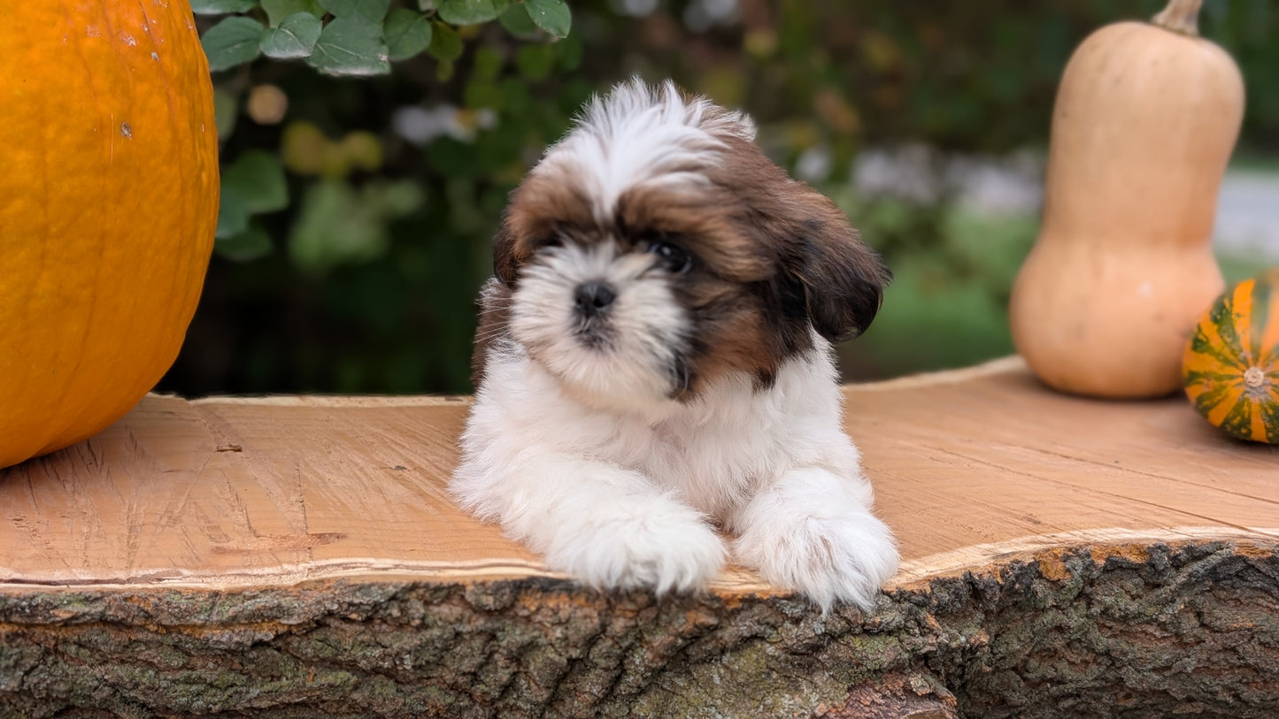 SHIH TZU (08/19) MALE