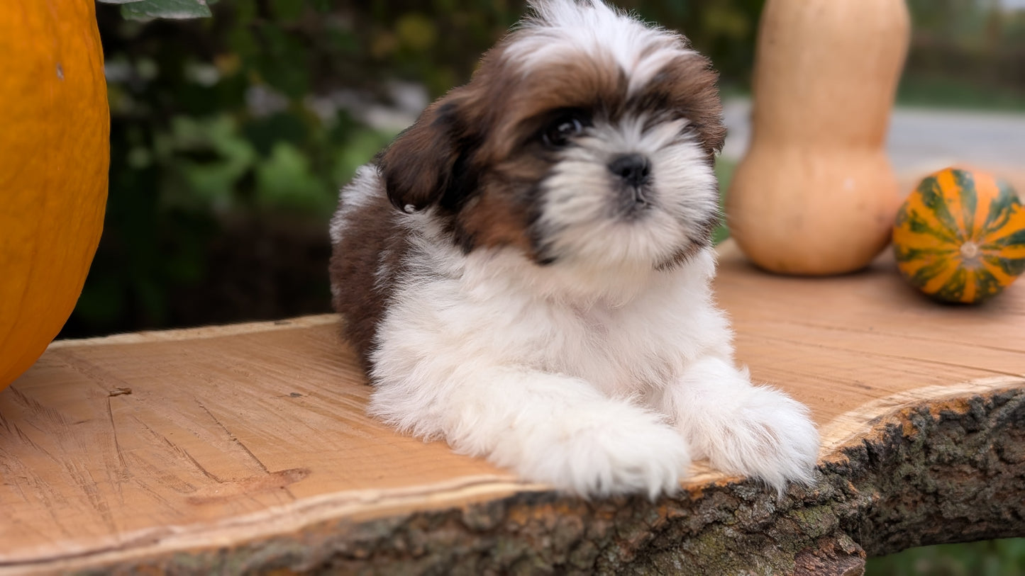 SHIH TZU (08/19) MALE